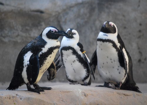 pengin.jpg